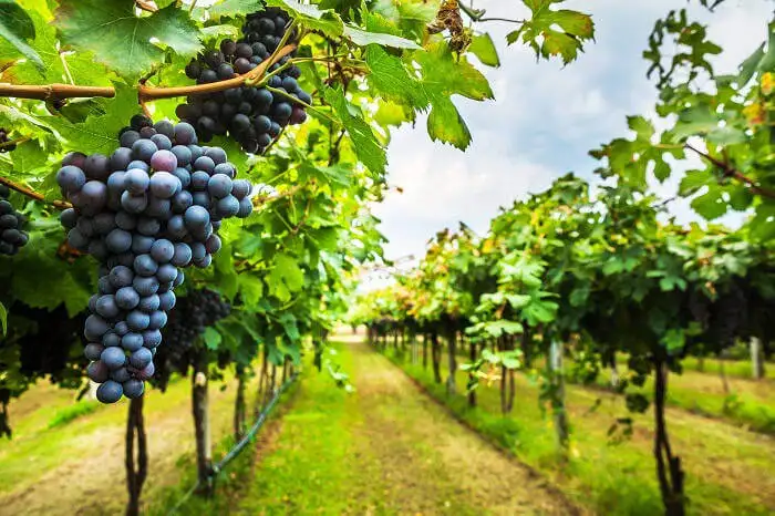 barossa valley 22nd oct